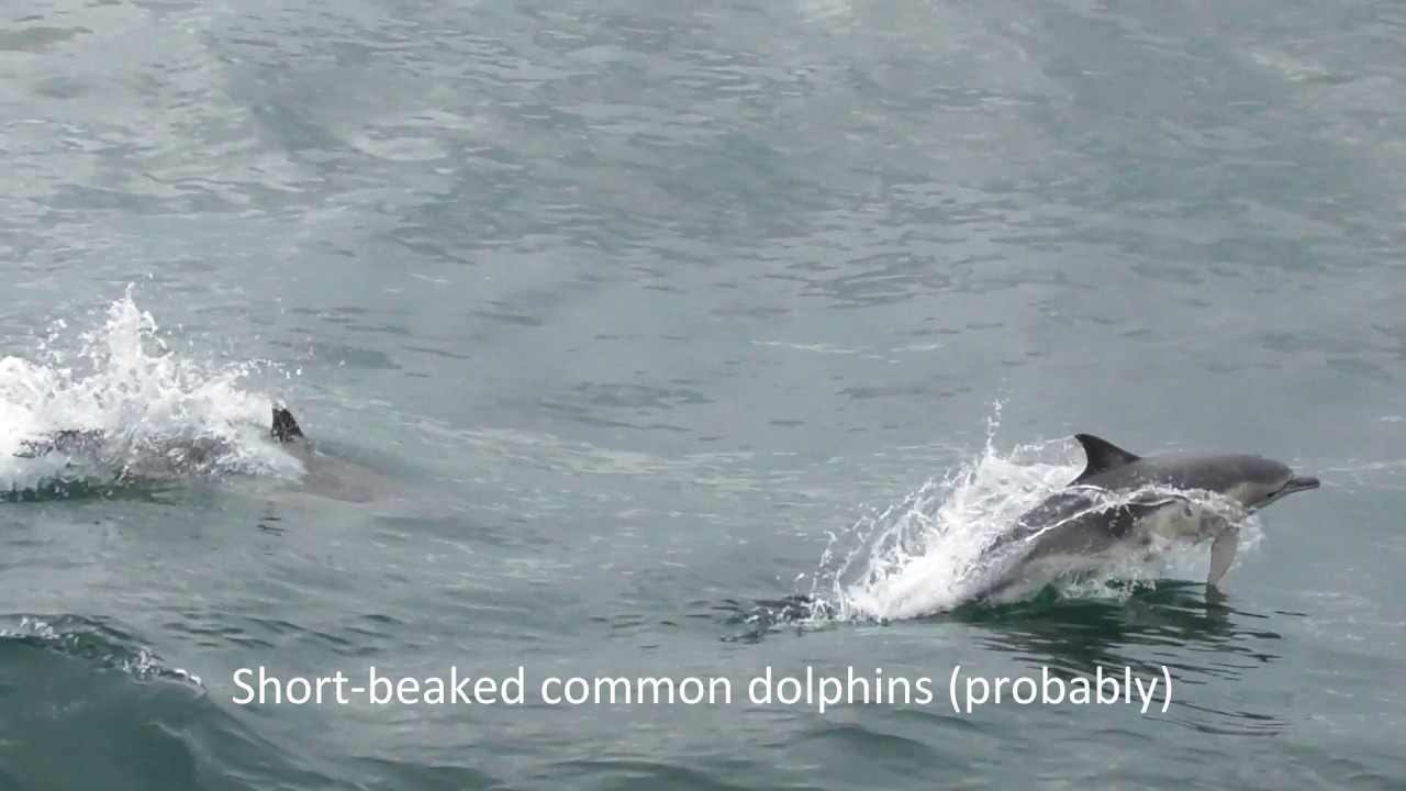 CalMac ferry: Uig (Skye) →  Lochmaddy (North Uist), incl. dolphins and otter [June 2016]