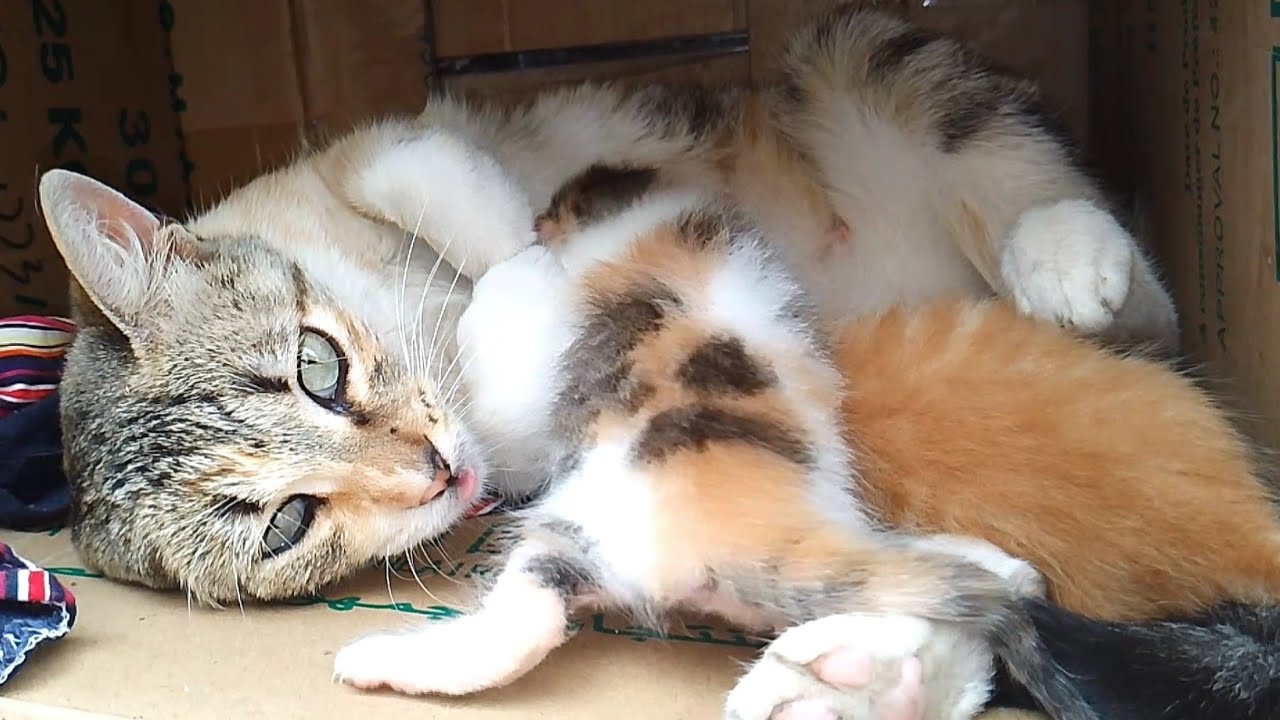 Two kittens sucking milk from the mother cat drove her crazy