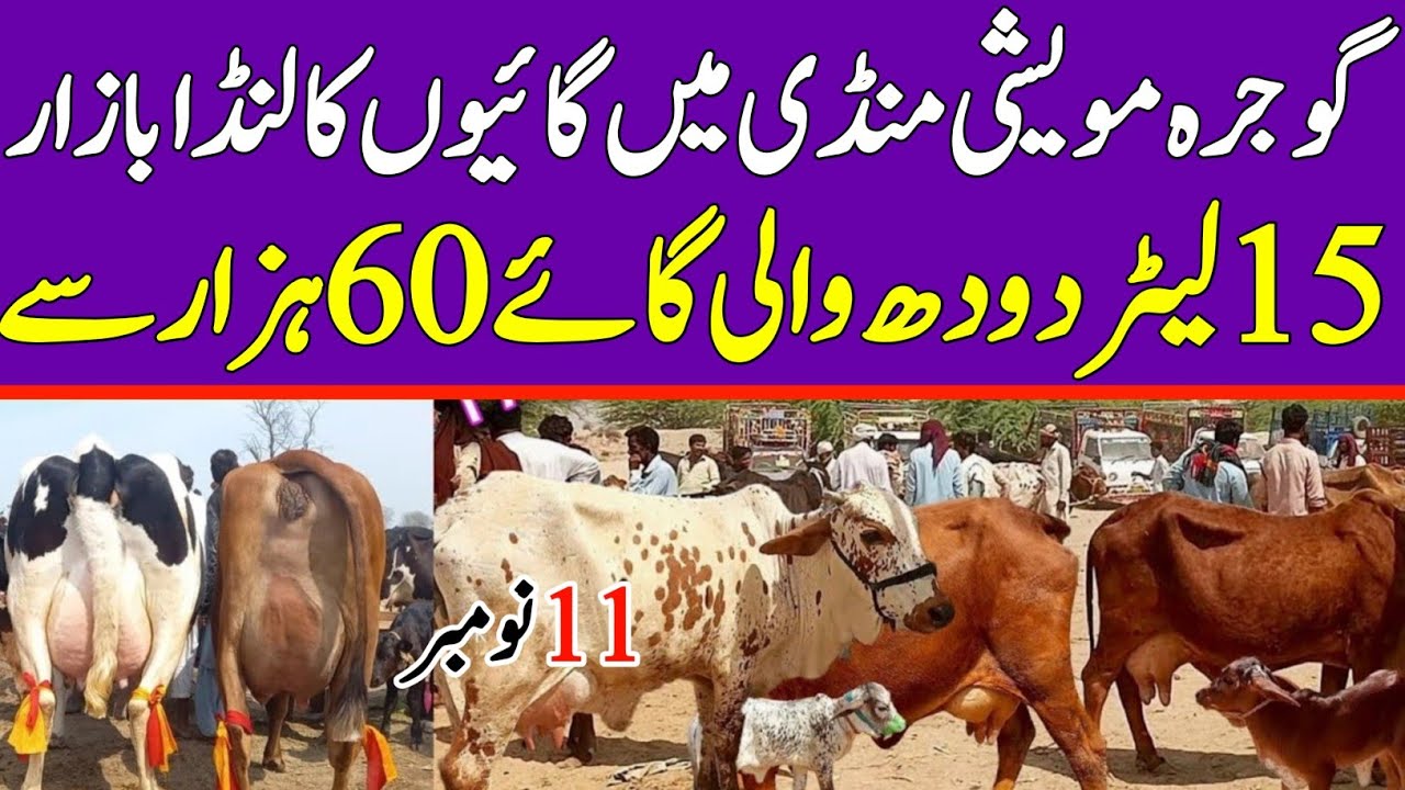 Today Gojra Maweshi Mandi  | Cow Fresh Rates Update | Cow Mandi 2025