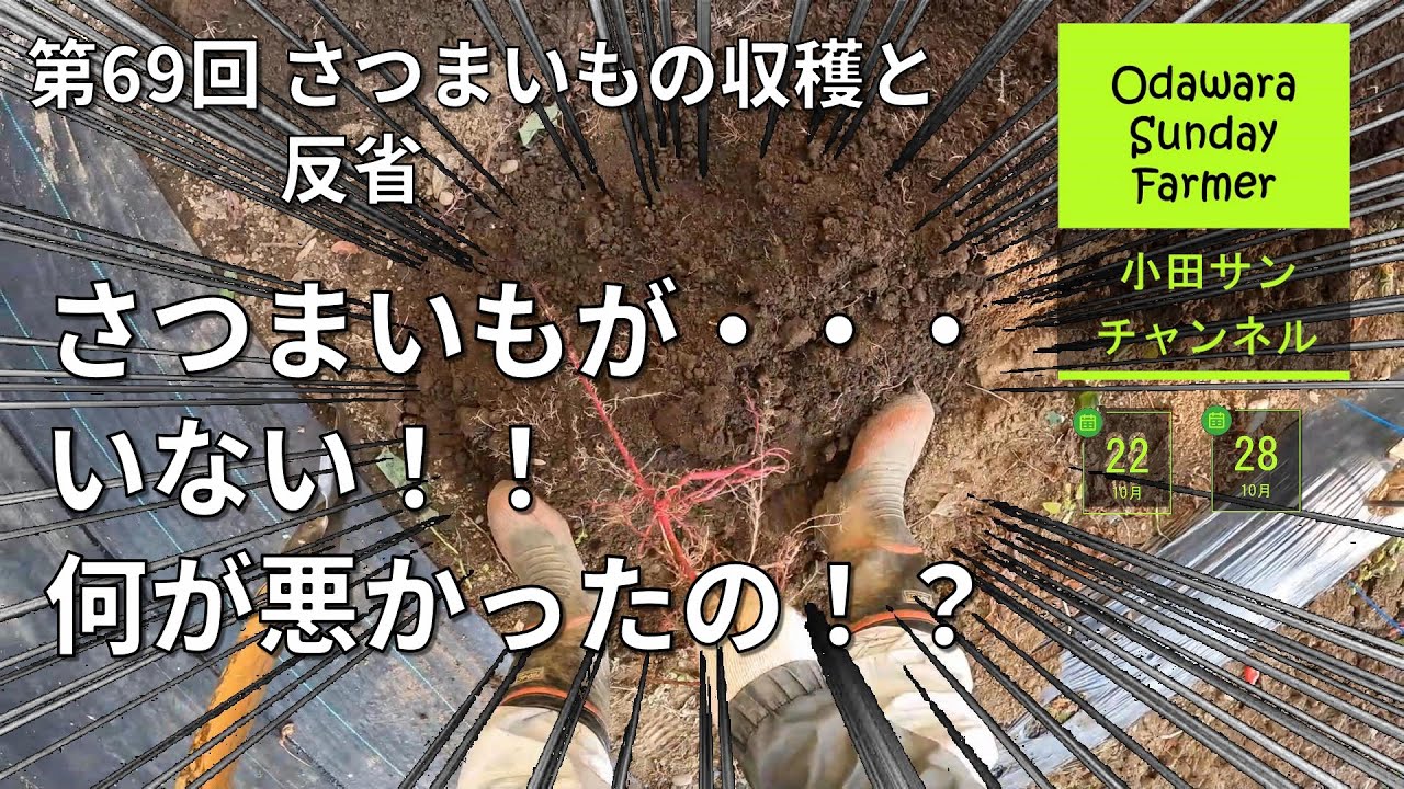 さつまいもが・・・いない！！何が悪かったの！？ ー 第69回 さつまいもの収穫と反省【家庭菜園】【ながめて楽しむ農作業】