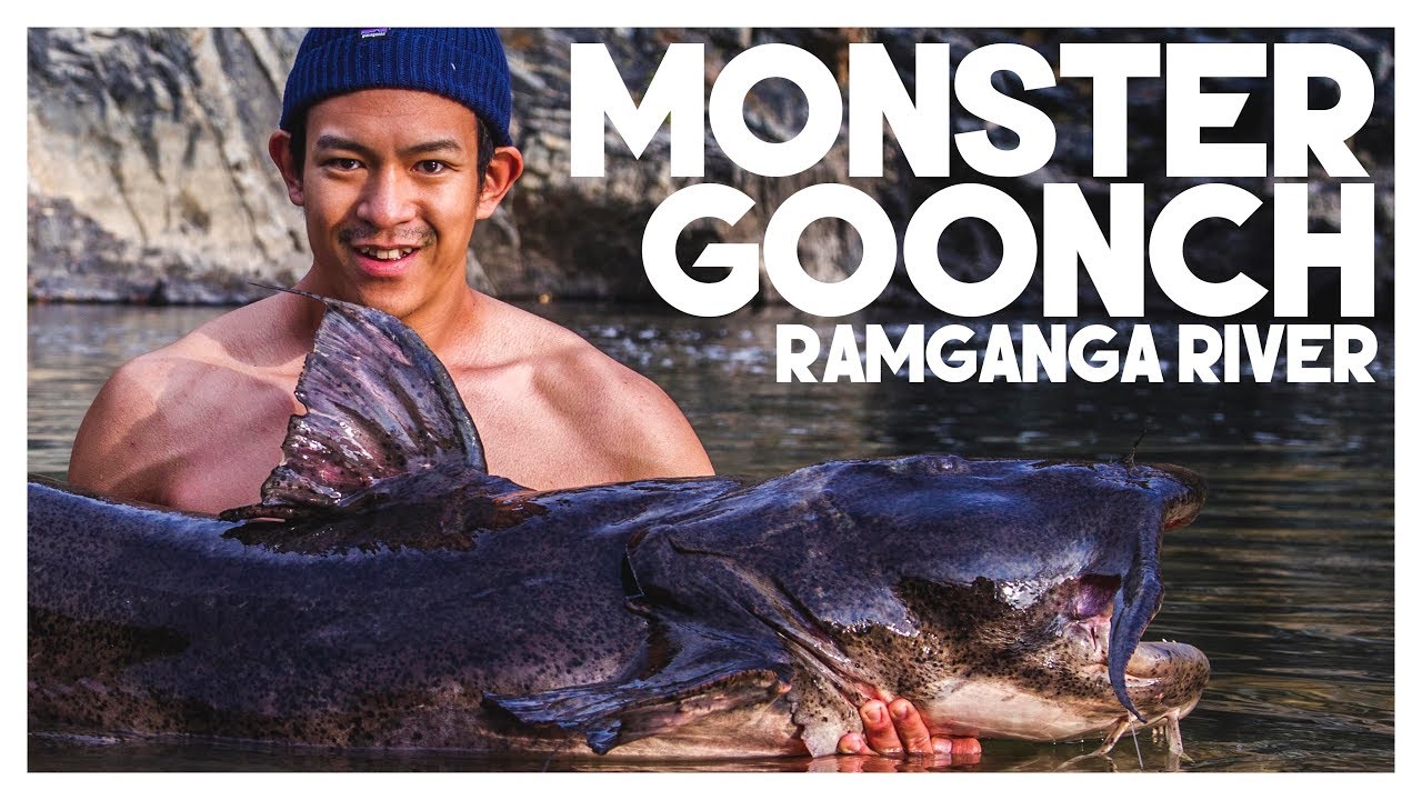 MAJESTIC GOONCH CAUGHT AT RAMGANGA RIVER