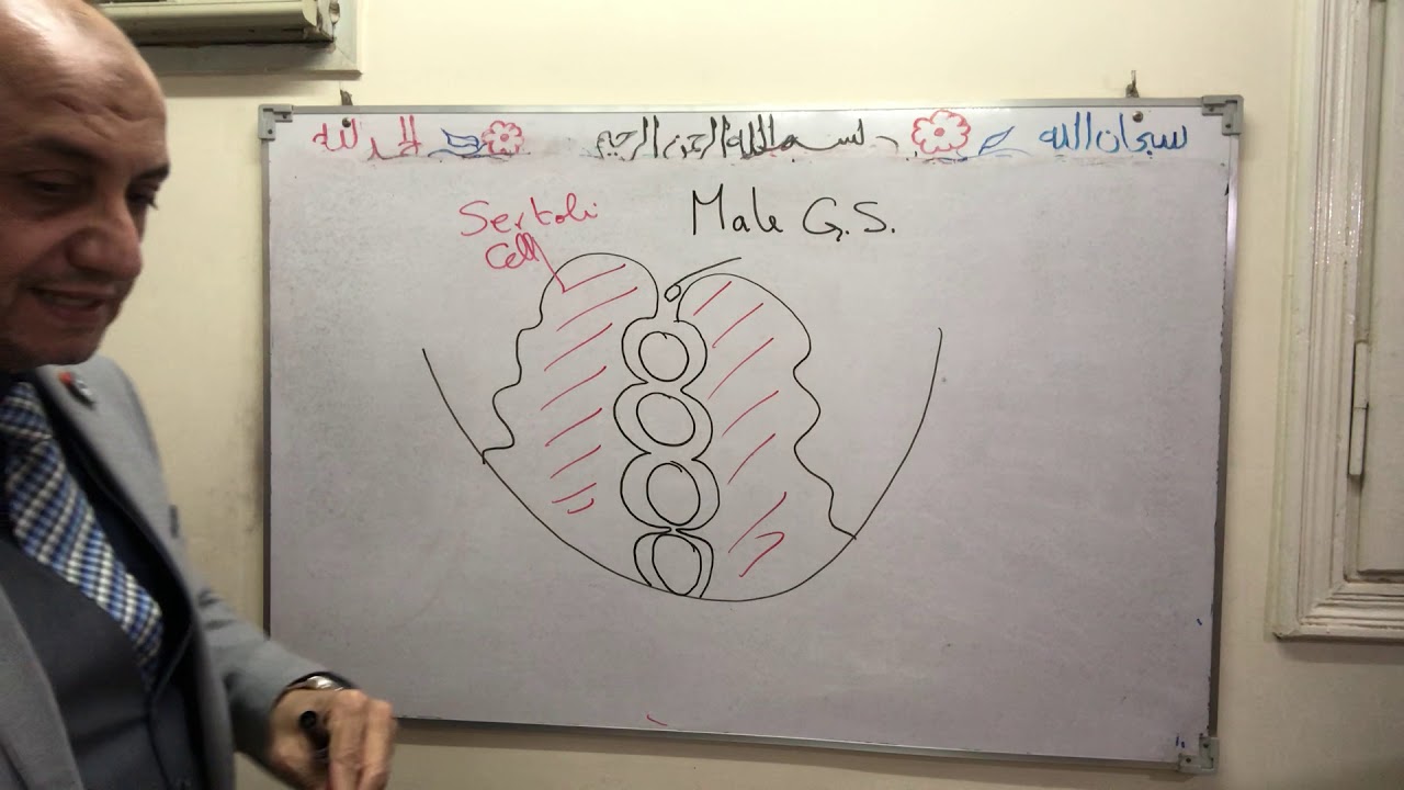 Sertoli cell- male G.system