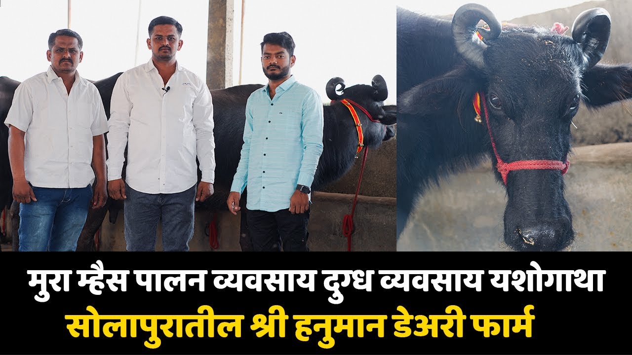 सोलापुर : म्हैस पालनातुन महिना लाखोंचे उत्पन्न । Murrah Buffalo Farming Business । Great Maharashtra