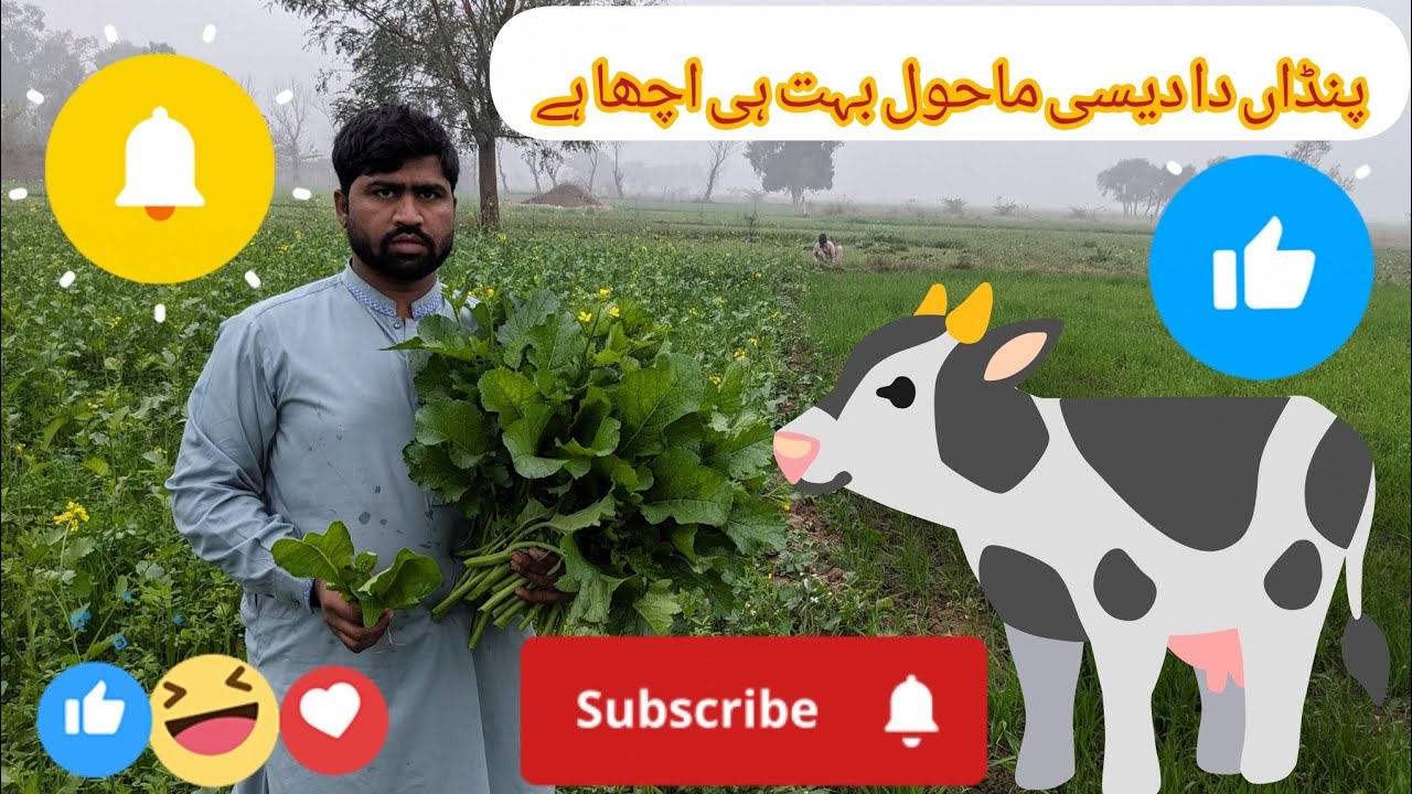 Ashraf pendu 👉🥬👈 گاؤں کا ماحول بہت اچھا ہے۔