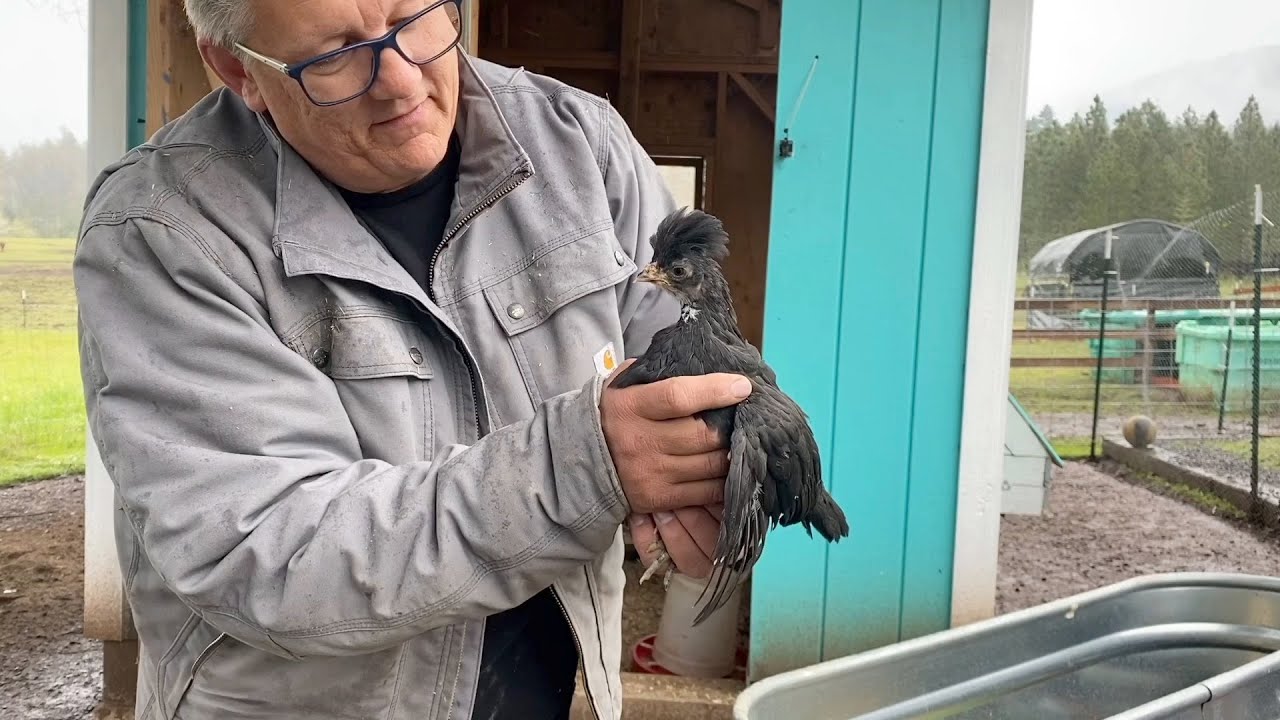 How Many Chickens Can I Squeeze into my Chicken Coop?