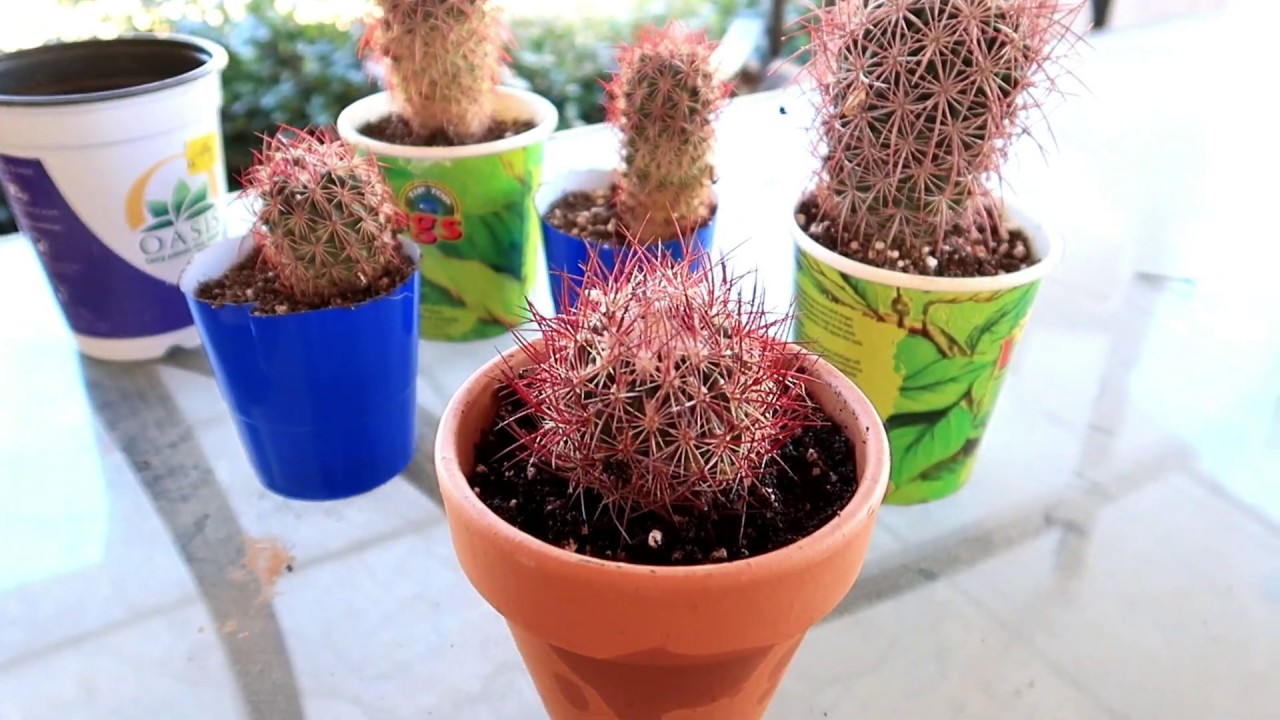 Cactus Babies Seperating cactus Pups With me Barrel Cactus