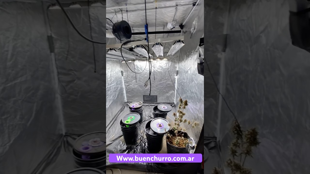 Carpa de cultivo 150x150 para un cliente cliente con 600w Osram Buenchurro con Greengo y Kawsay 🤠