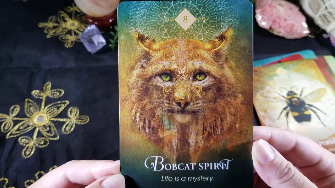 The Spirit Animal Oracle Review and Flip through