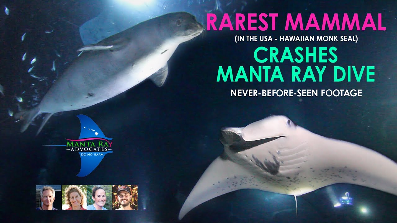 RAREST MAMMAL crashes Manta Ray dive - MUST SEE