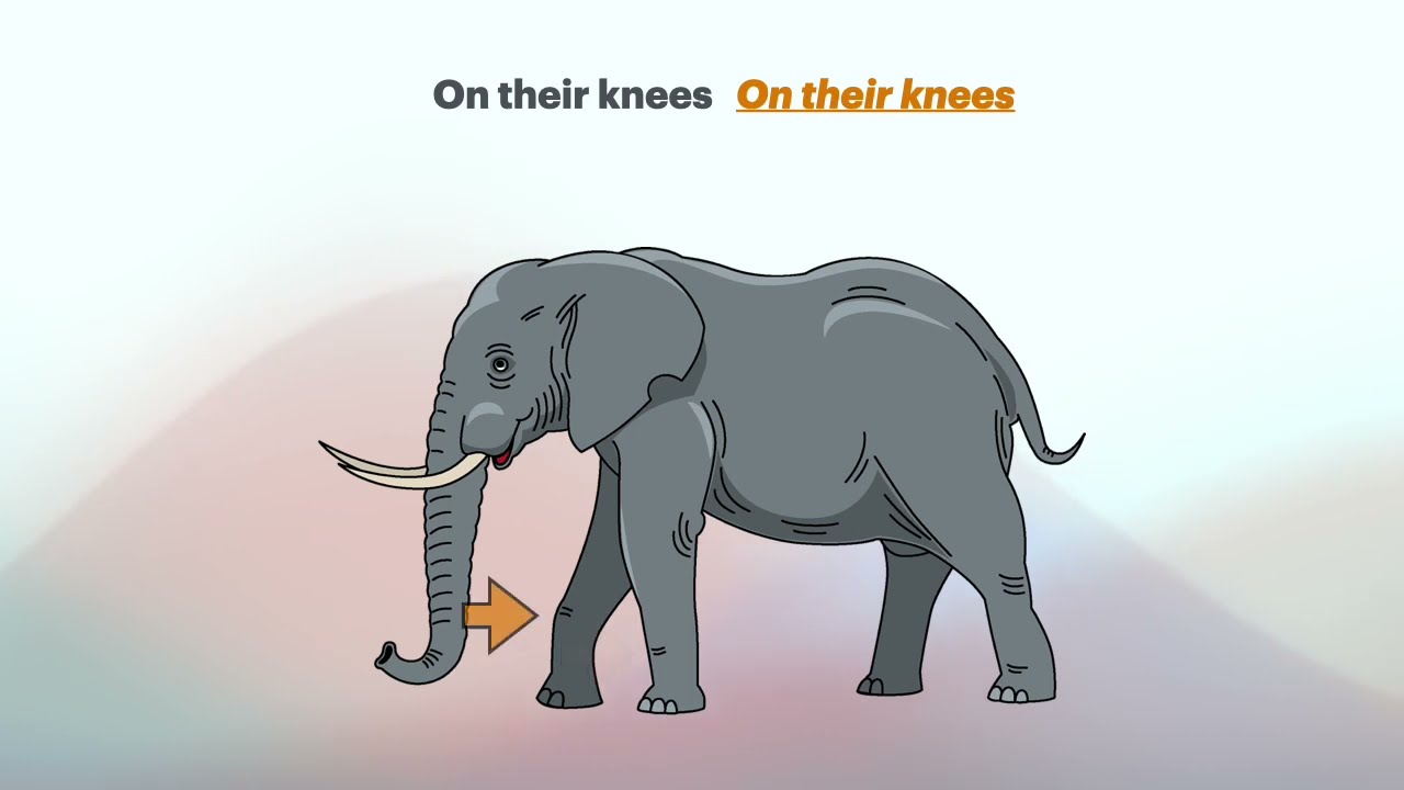 Elephants Have Wrinkles