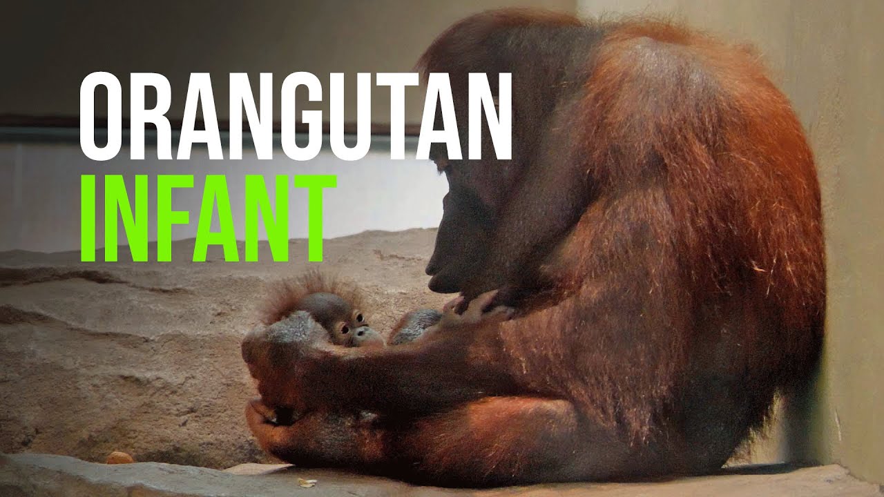 A Baby Orangutan Is Born At The Zoo