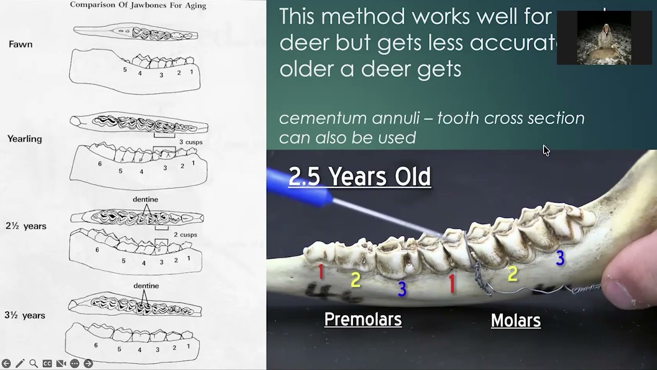 LtH Webinar: What Deer Eat in a Midwest Cropland?