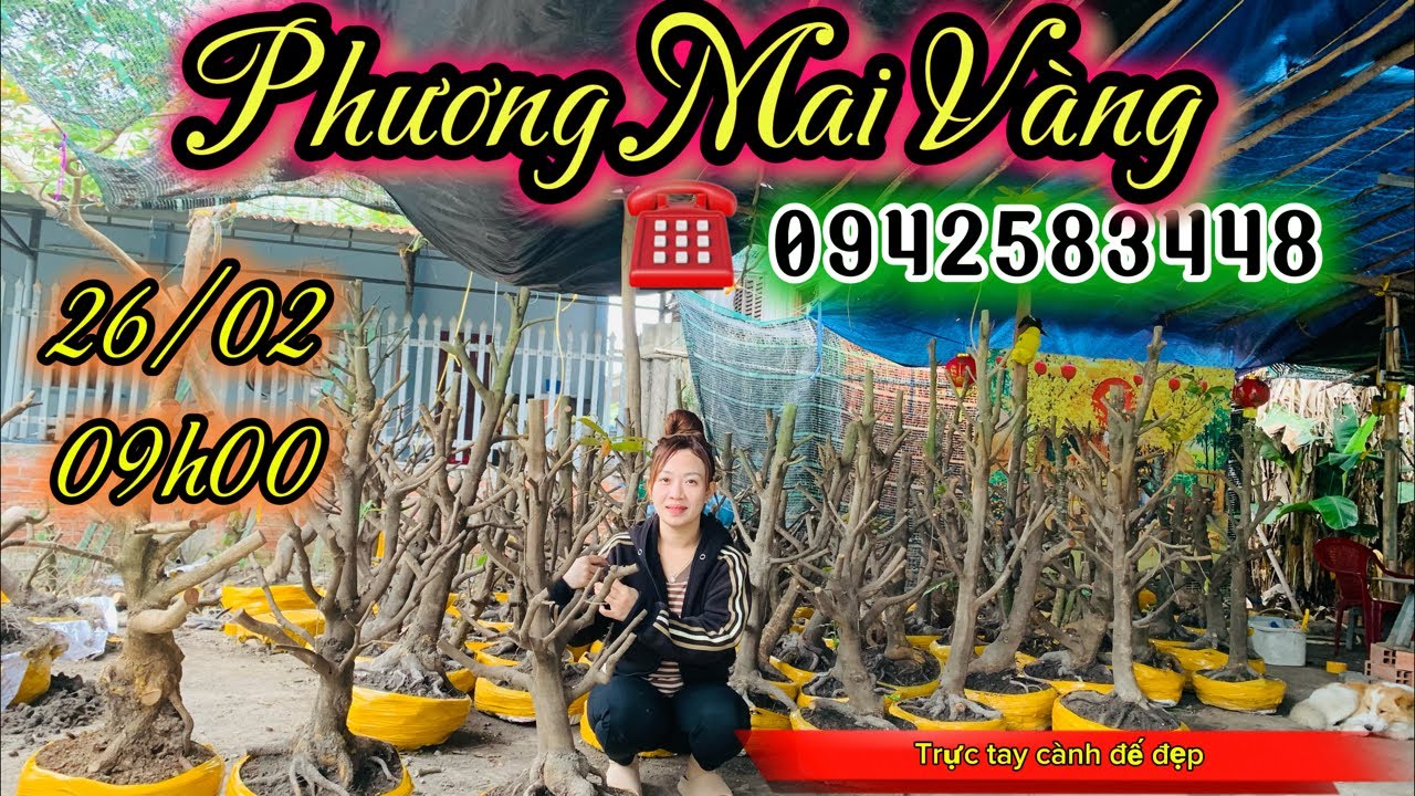 Phuong mai vang 0942583448 đang phát trực tiếp vào ủng hộ mọi người ơi