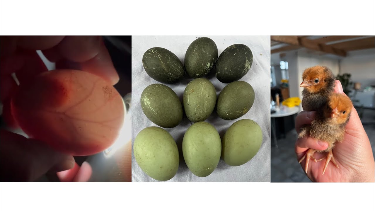 How to incubate eggs from ducks, geese and chickens - storage, hatching, packing and shipping - 2023