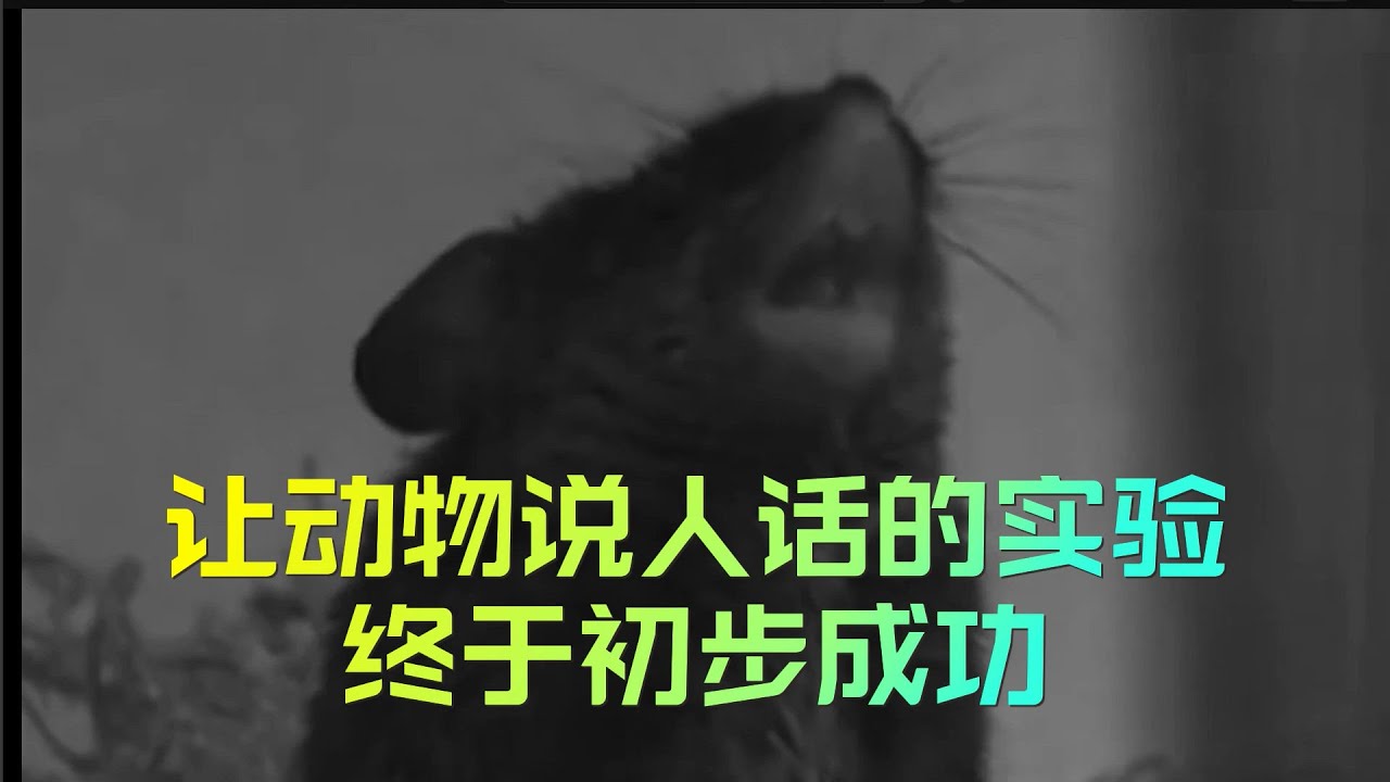 为何生物实验室在尝试把动物人化