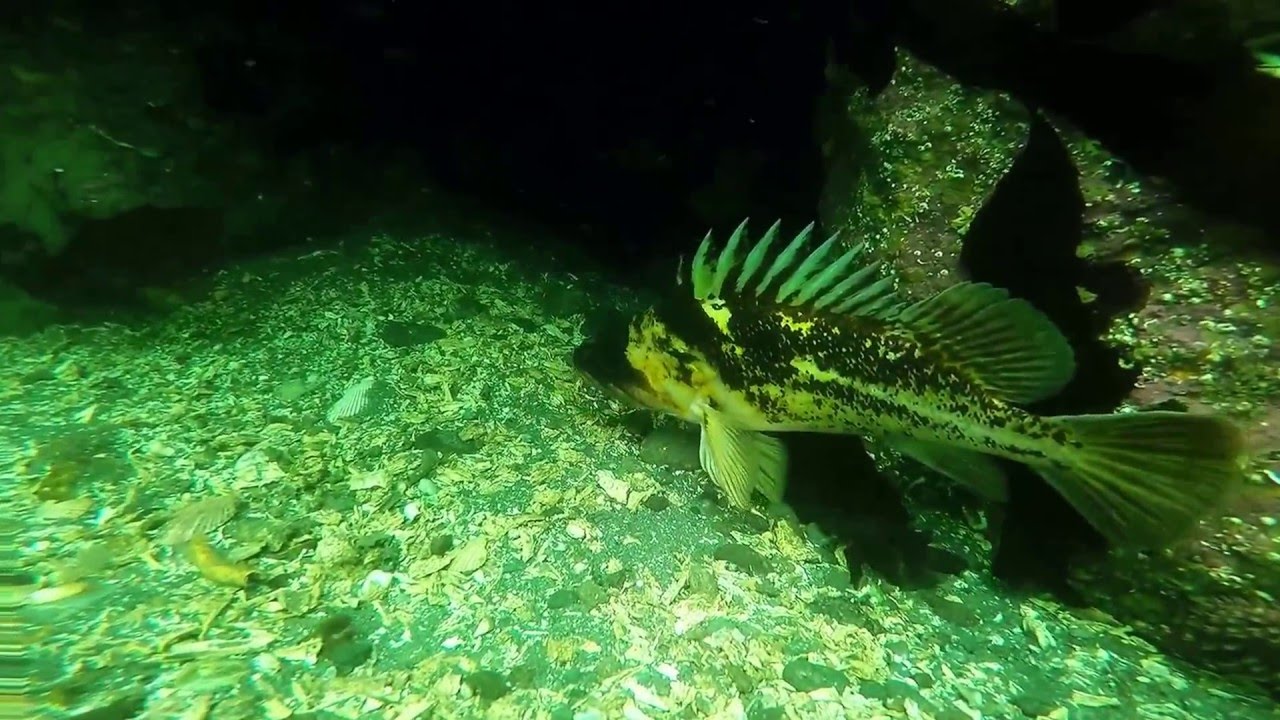 Extreme Scuba diving with ripping puget sound currents and monster attacking lingcod