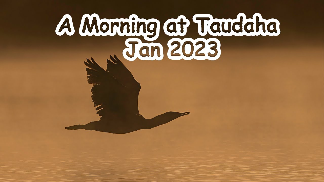 a morning at taudaha jan 2023 Bird watching in Nepal