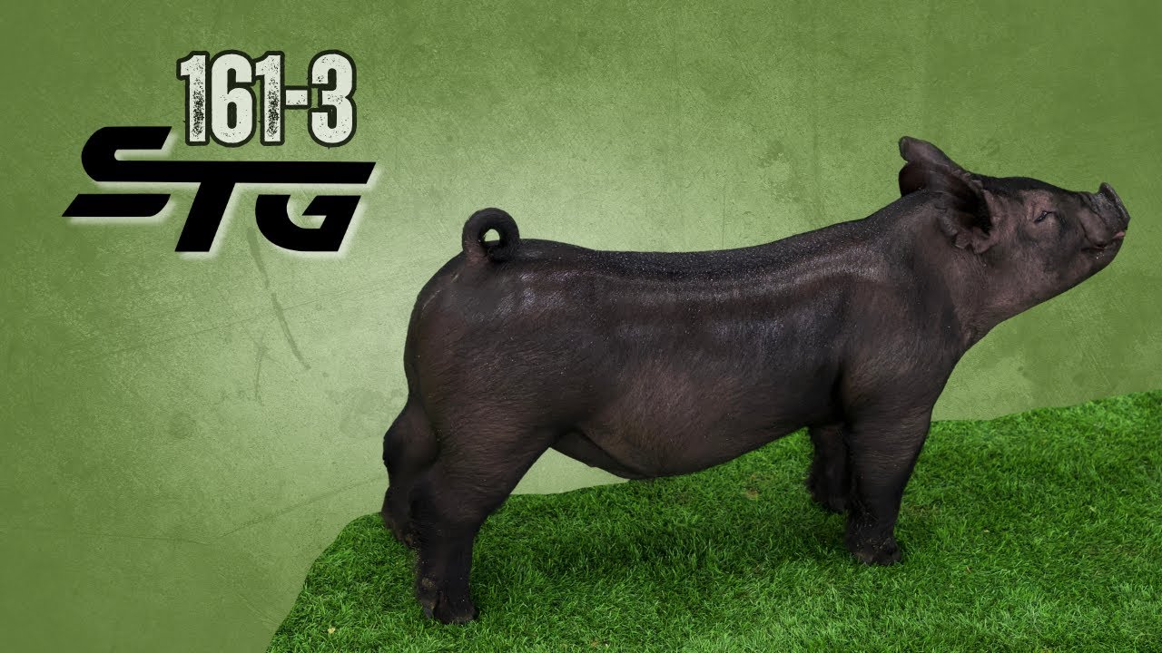 161-3 black barrow