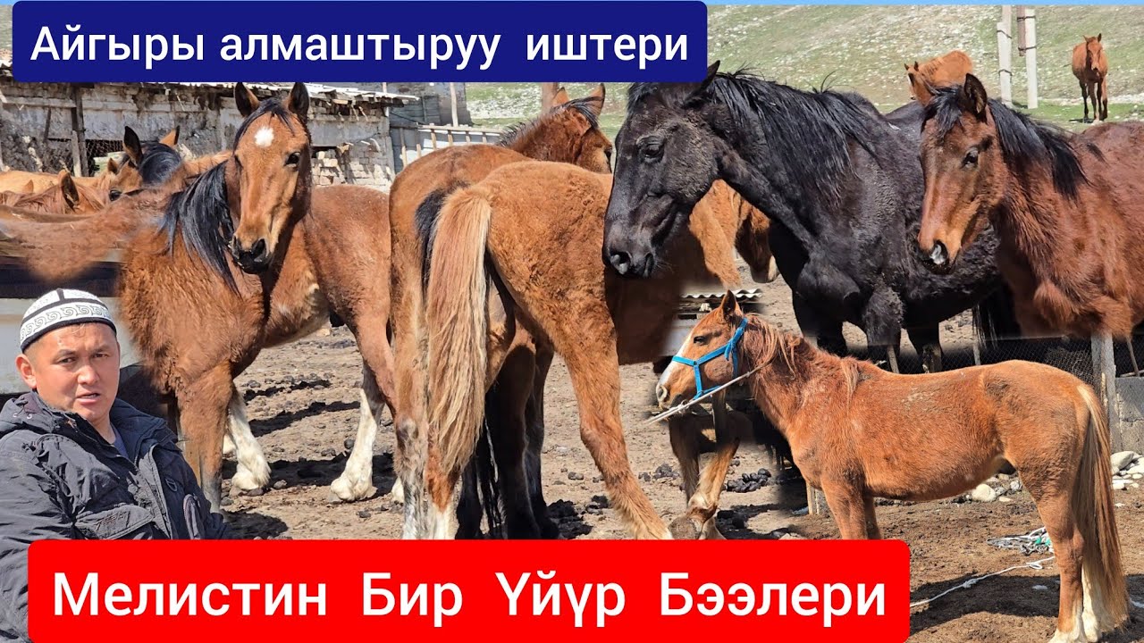Бир  Үйүр ЖЫЛКЫ   Айгыры менен Сатылат  Мелистен 