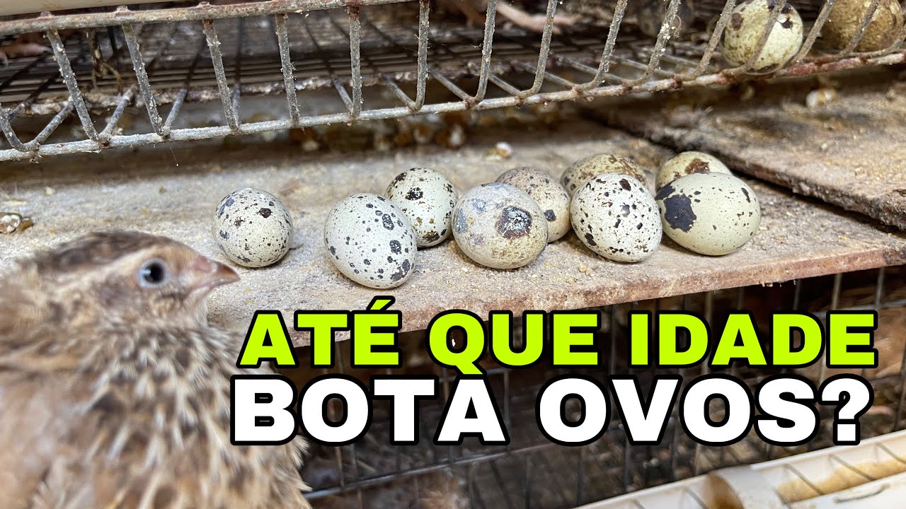 ATÉ QUE IDADE UMA CODORNA JAPONICA BOTA OVO? E Porque Botam Mais Que as Gigantes?