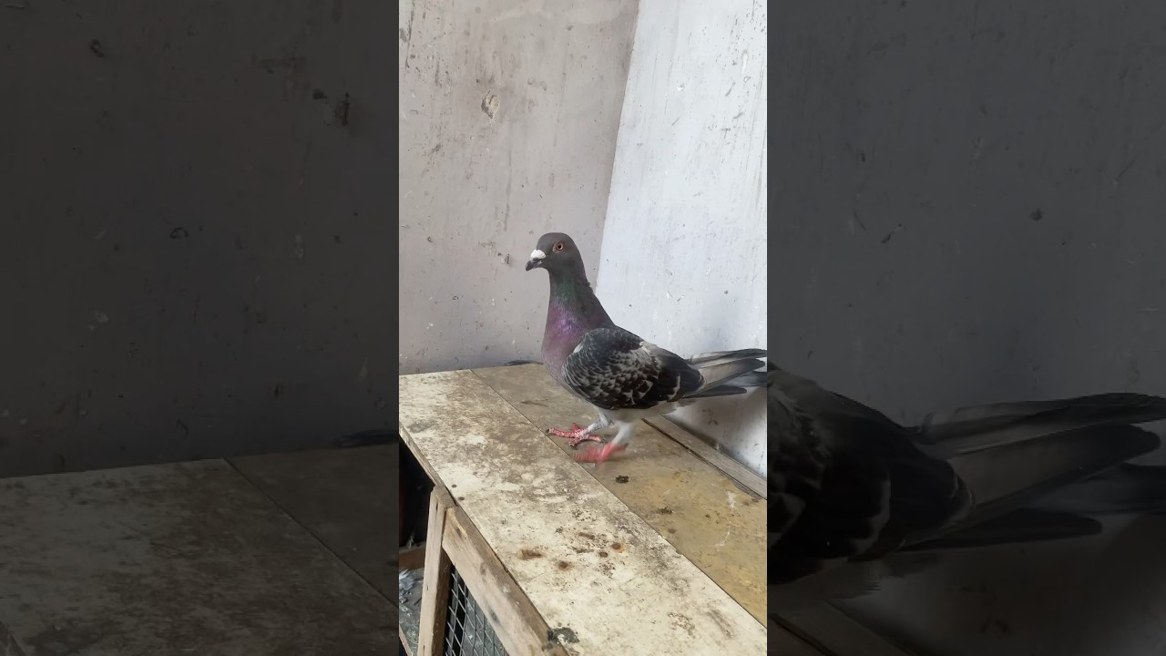 Racer😳😳 #youtubeshorts #golekabutar #racerpigeon