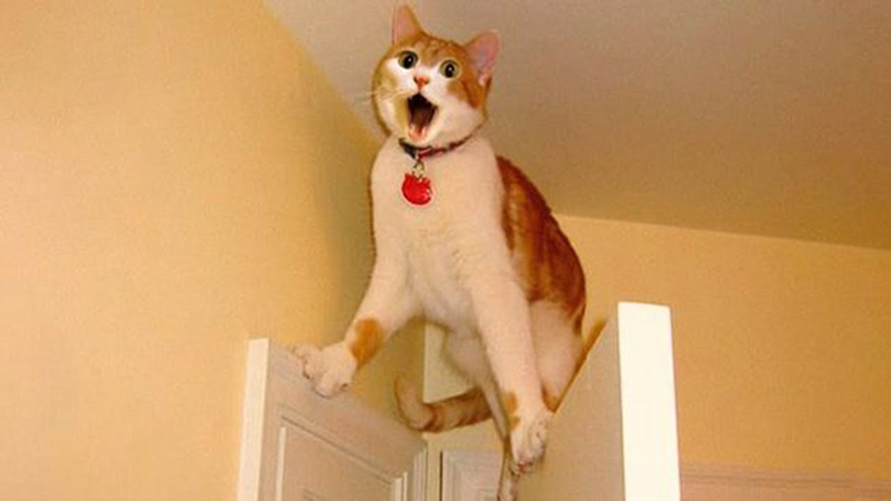 Can't Stop Laughing! Best Funny Cat Videos 2024