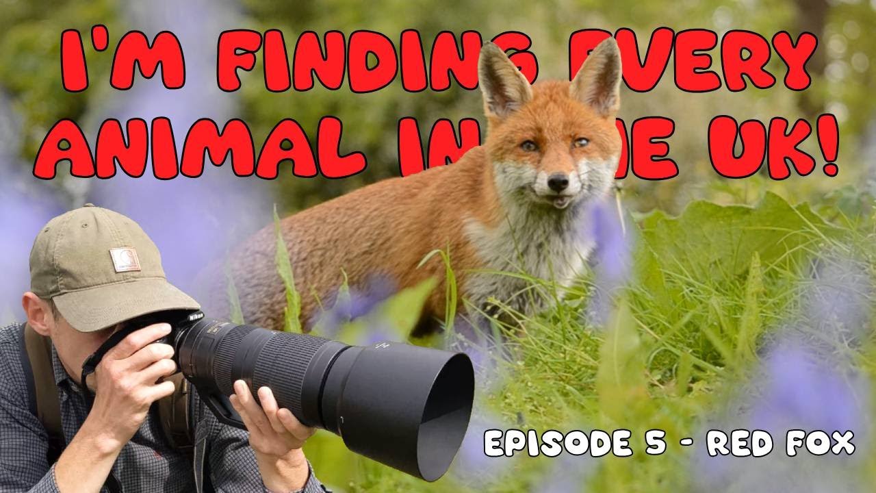 I found FOX CUBS! I'm finding every animal in the UK! #5 Red fox