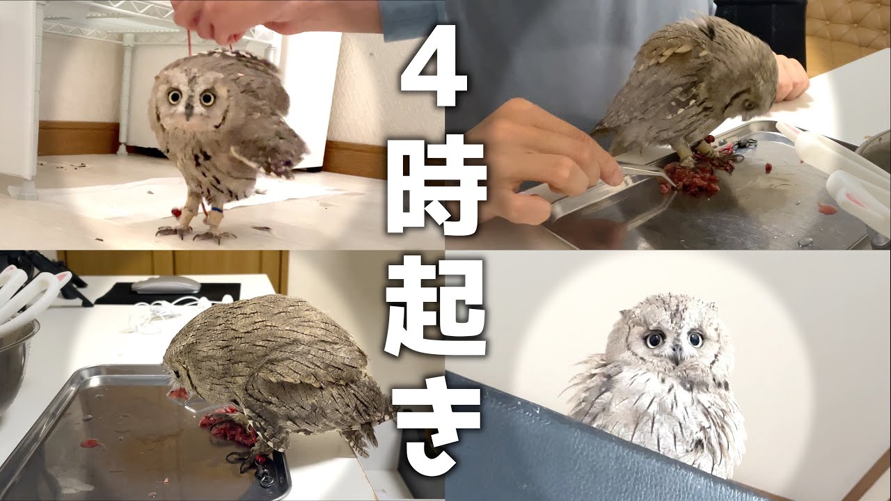 【平日】4時起きフクロウ飼育ルーティン！社会人とフクロウの生活がヤバすぎた…
