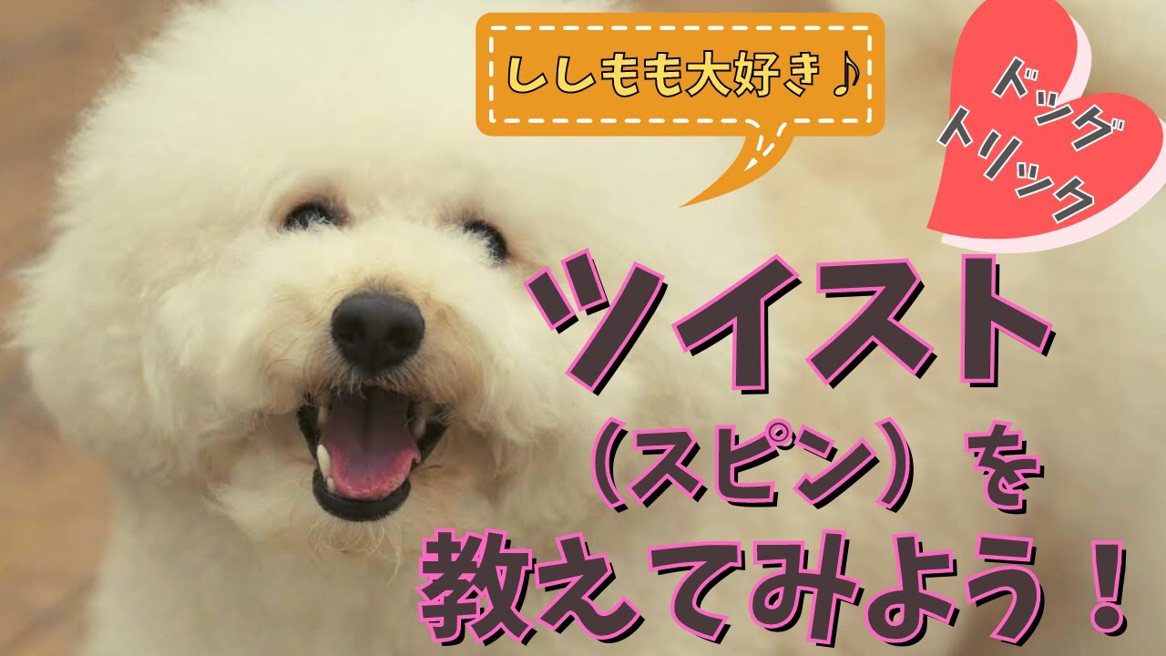【犬の芸】 ドッグトリック ツイスト（スピン・まわれ）の教え方。