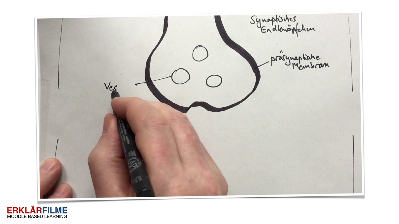 Reizübertragung an der Synapse