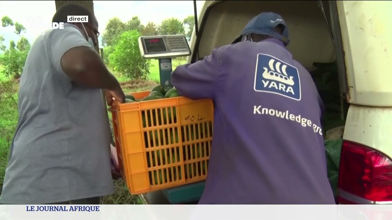 Kenya : l’avocat, le nouvel or vert du pays ?