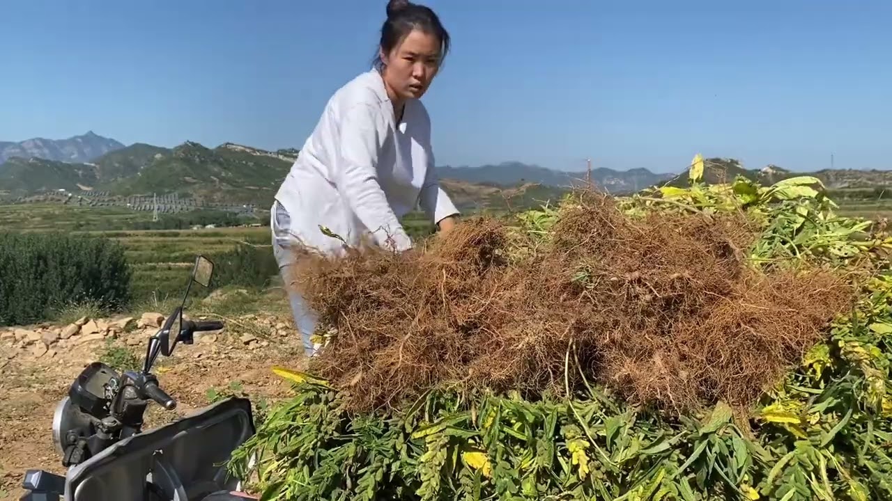 秋季满满丰收的喜悦，小红家芝麻长势好遭人偷，父女俩搞笑式安慰 #我的农村真实生活 #丰收的季节 #田园生活 #一份耕耘一份收获 #新农人