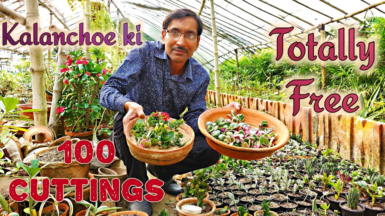 Kalanchoe ki 100 Cuttings Totally Free me Kaise Kare ? How to take Cuttings of Kalanchoe.