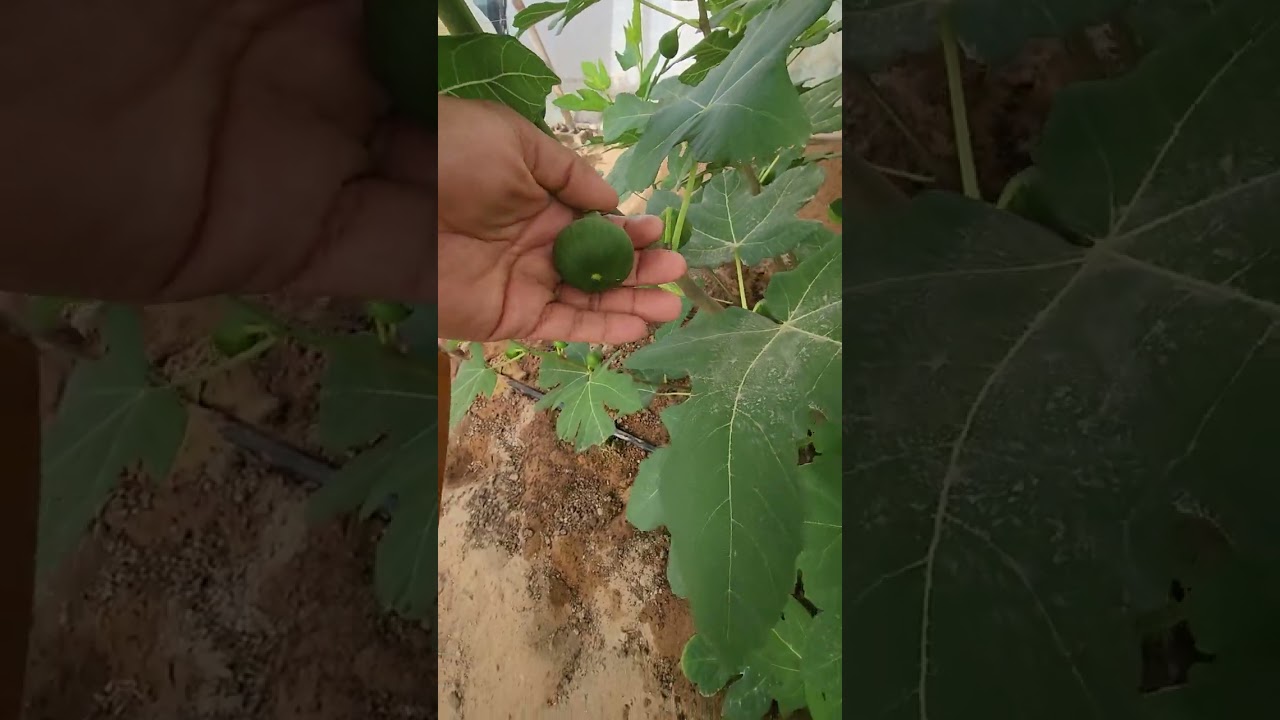 الزراعه بالبيوت المحميه الحاره الغير مكيفه (2)