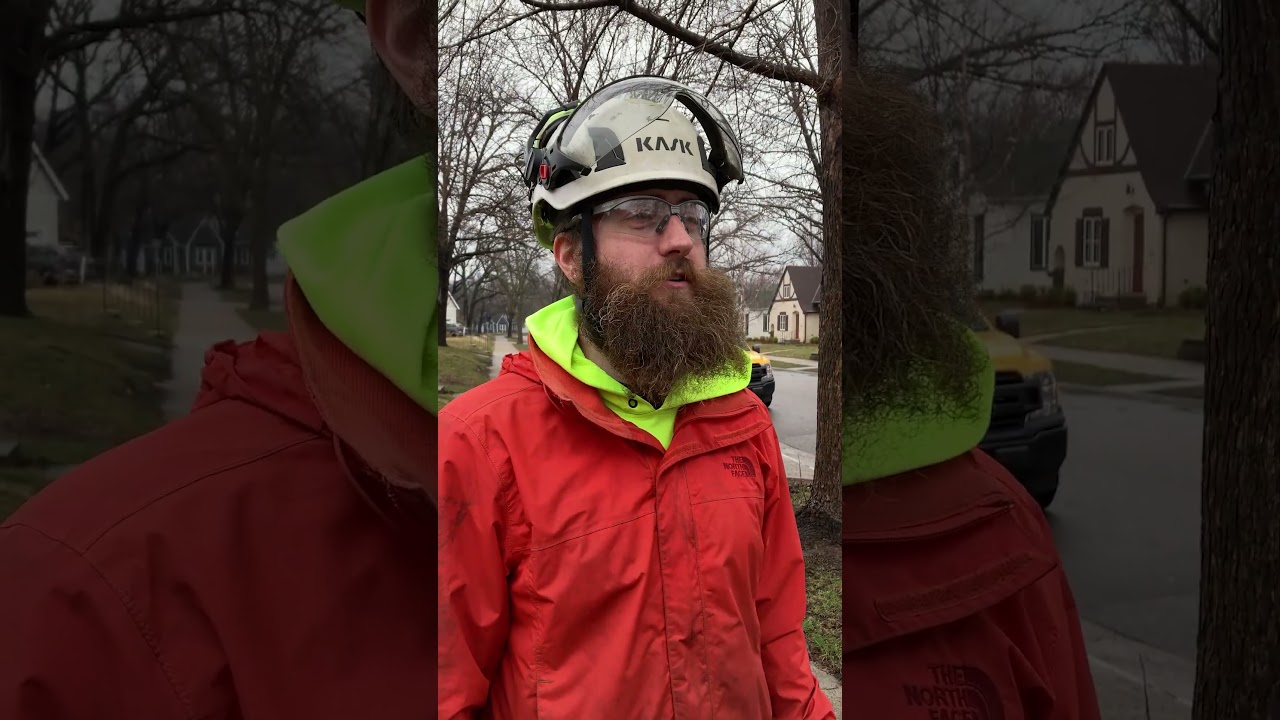The season for pruning oak trees is over! 🛑⁣ #oaktree #pruning  #arborist  #stlouispark