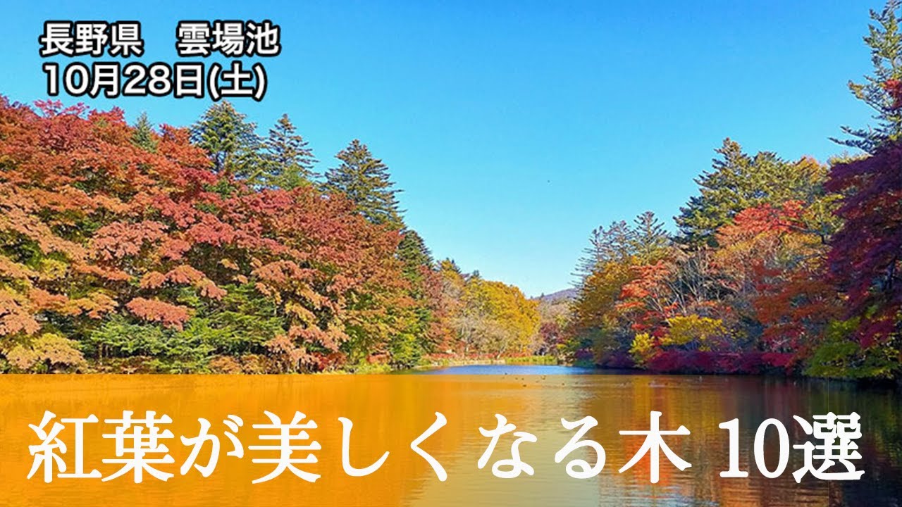 モミジ以外に紅葉が美しくなる木10選