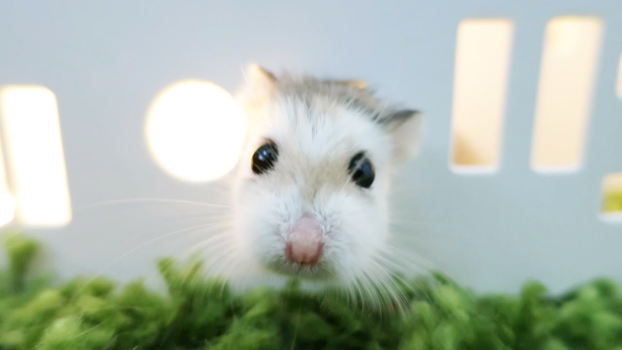 Hamster Walks Through Walls!