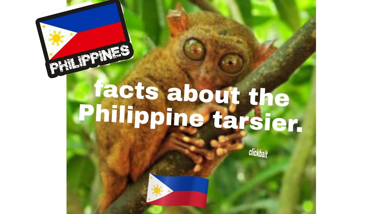 5 facts of the Philippine tarsier.