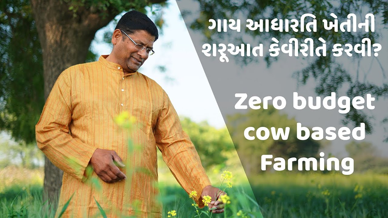 ગાય આધારિત ખેતીની શરૂઆત કેવીરીતે અને ક્યાંથી કરવી- Zero Budget Cow based Natural Farming