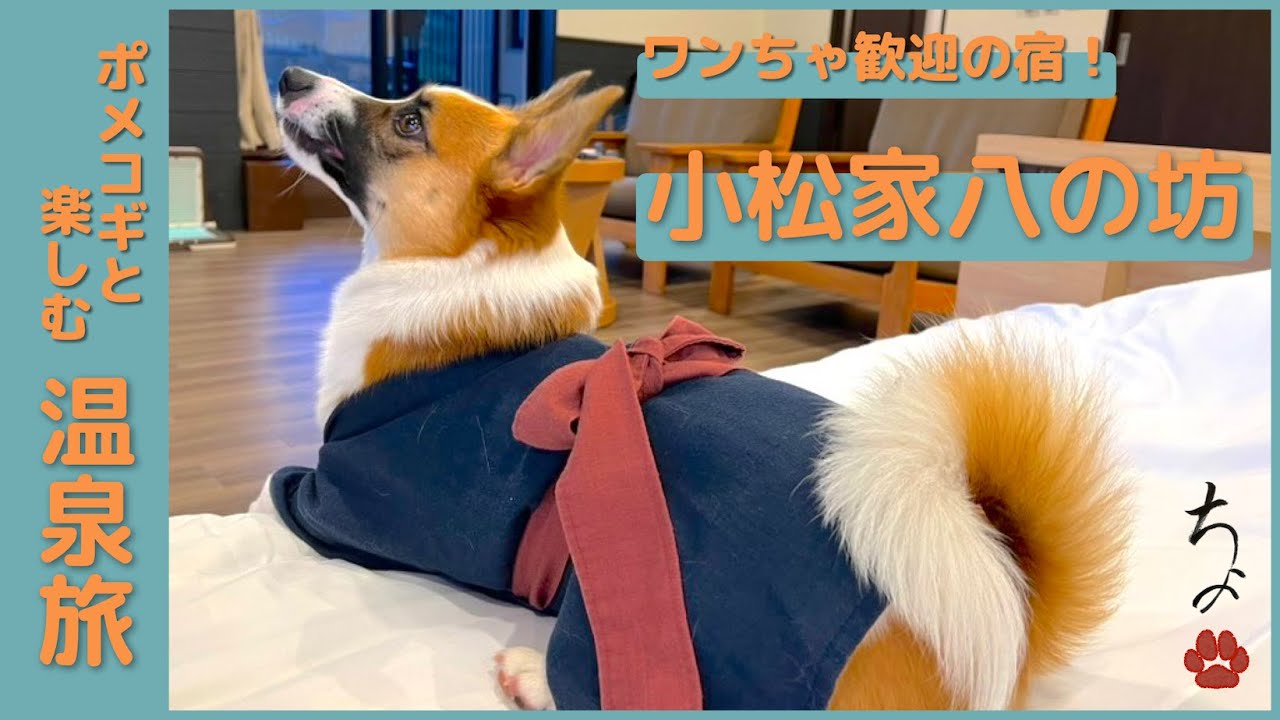 愛犬と一緒にワンちゃん歓迎の宿「八の坊」を堪能！ #ポメコギ #ポメコーギー #温泉 #八の坊