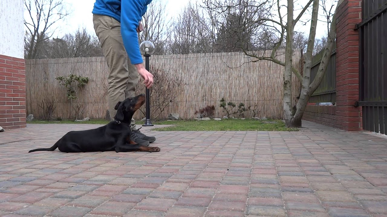 4 miesięczny doberman