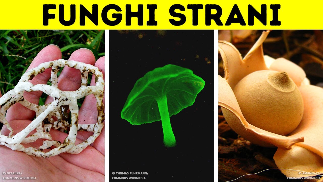 I Funghi Sono molto Più di Quello che Pensi