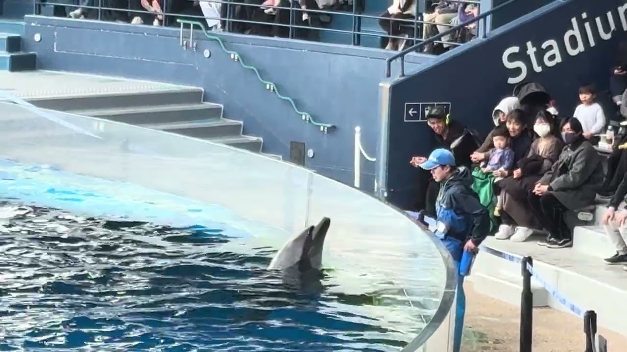 京都水族館イルカショー