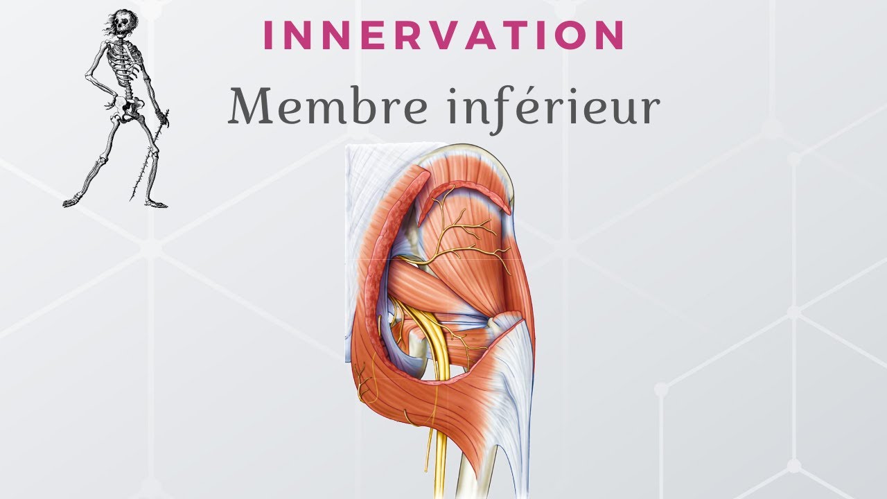 Anatomie du Membre Inf&eacute;rieur - Innervation du Membre Inf&eacute;rieur