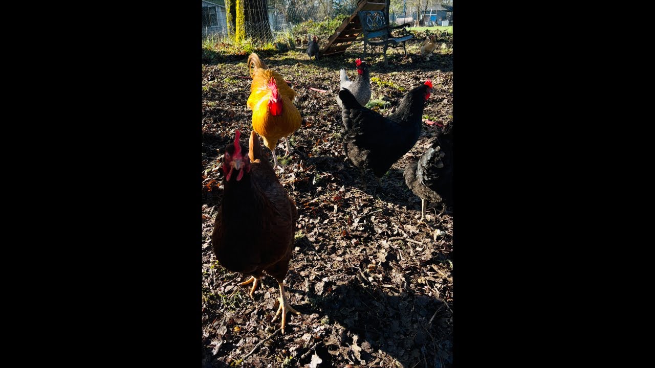 Clucky Chickens Live! Chickens Enjoying This Sunny Day ~ Relaxing