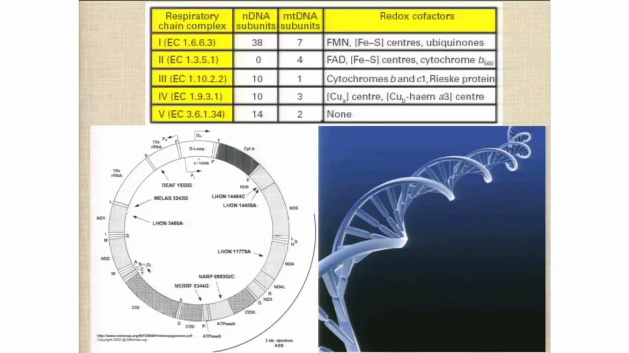 Seizures and Mitochondrial Disorders - Richard E. Frye, MD, PhD