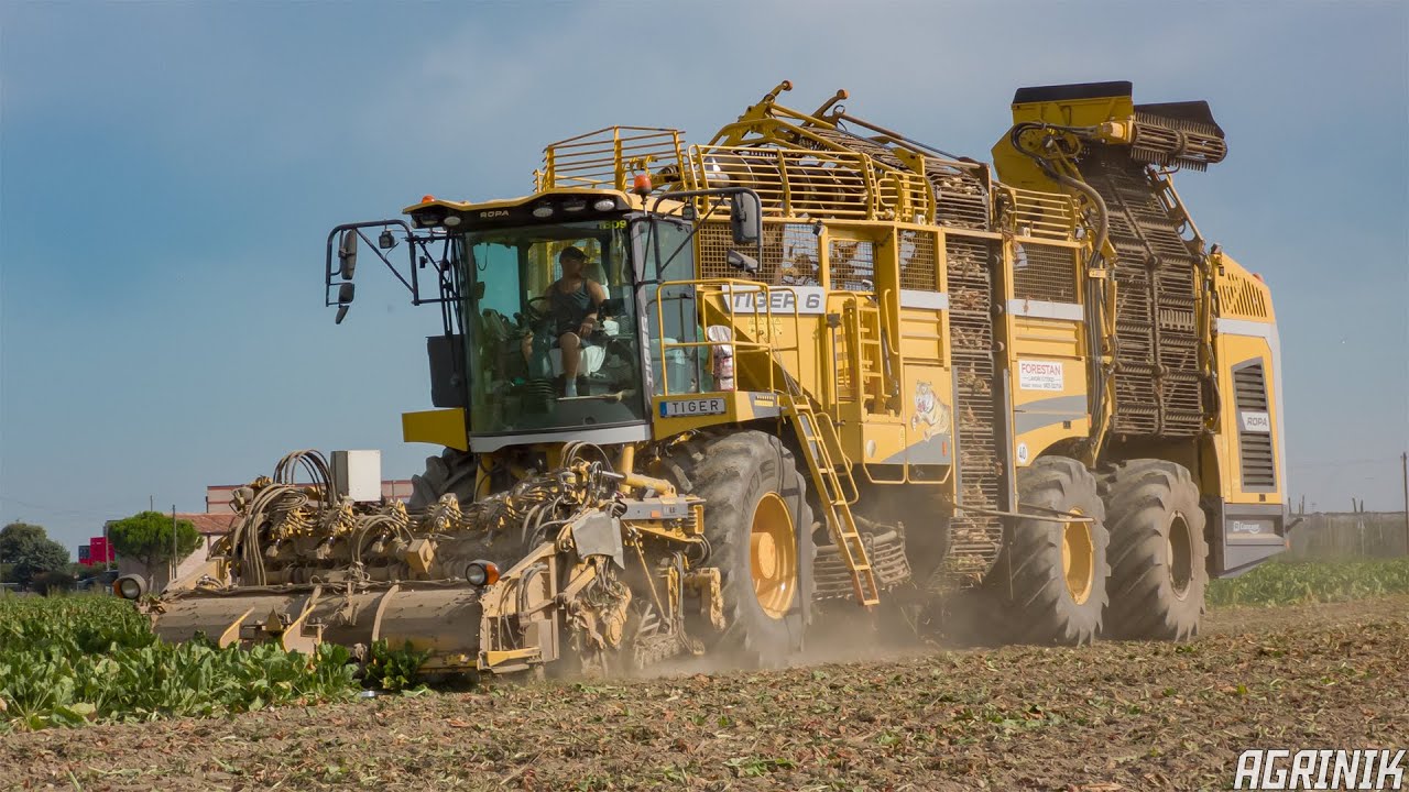 Raccolta Barbabietole 2021 con Ropa Tiger 6 & Ropa Euro Maus | Forestan Agromeccanica