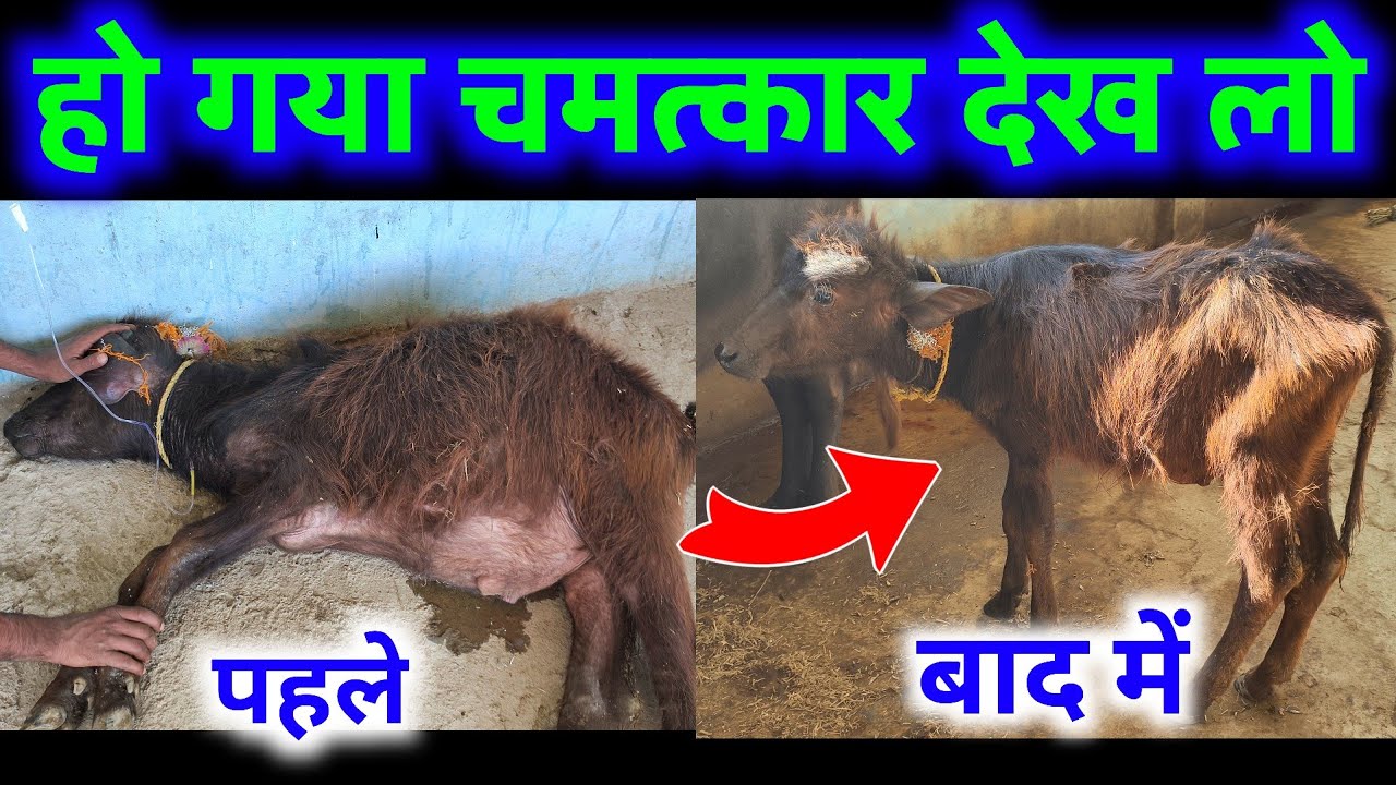 😱मरते हूए बछड़े को बचाया🐄hypomagnesemia in calf | Treatment of hypocalcaemia| pashu ilaj 24 ||