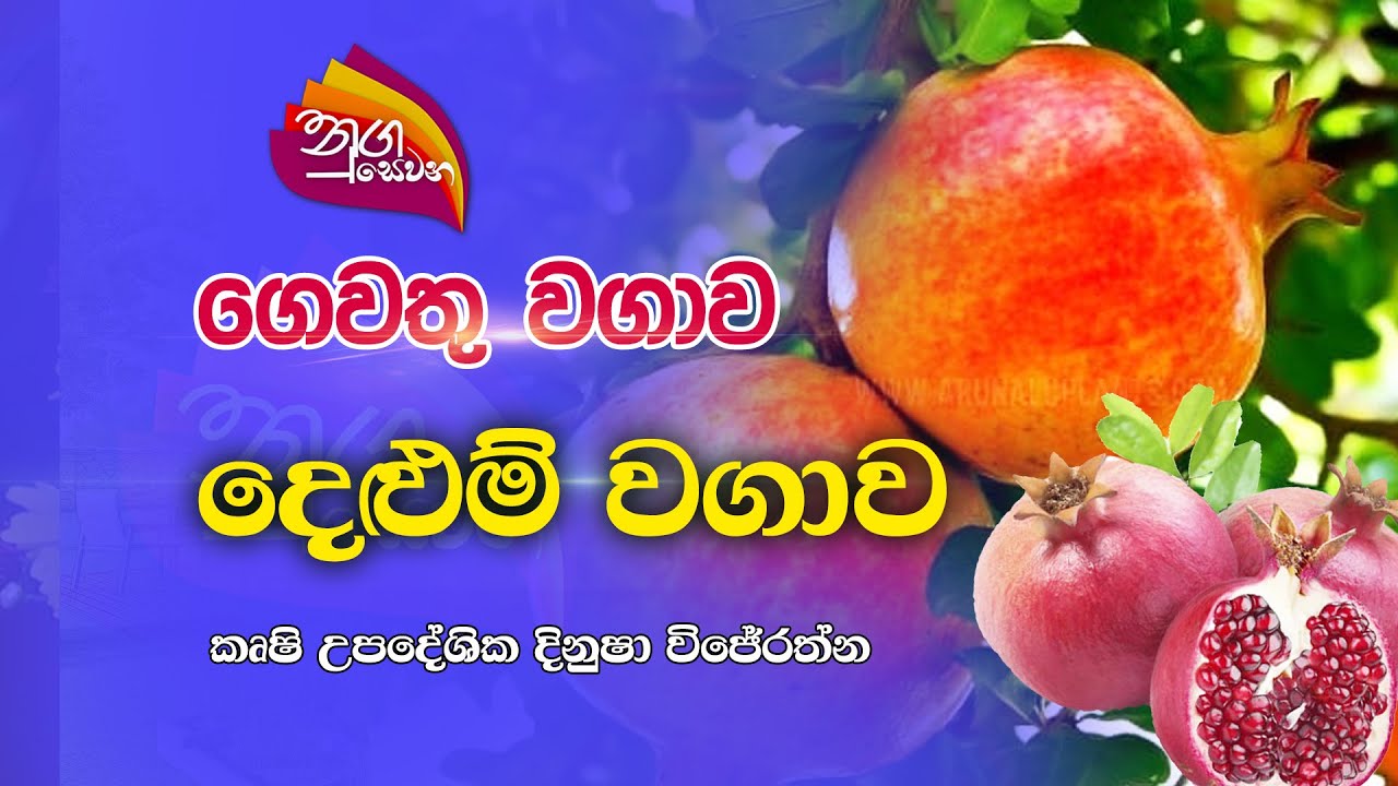 Nugasewana | ගෙවතු වගාව | 2022-10-28 |Rupavahini