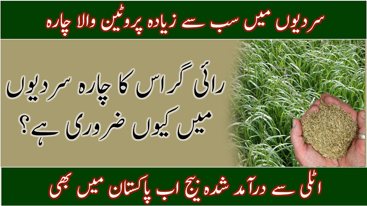 Ryegrass in Pakistan| genus Lolium|Best Ryegrass seed|Best winter livestock fodder|رائی گراس کی کاشت